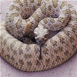 coiled rattlesnake